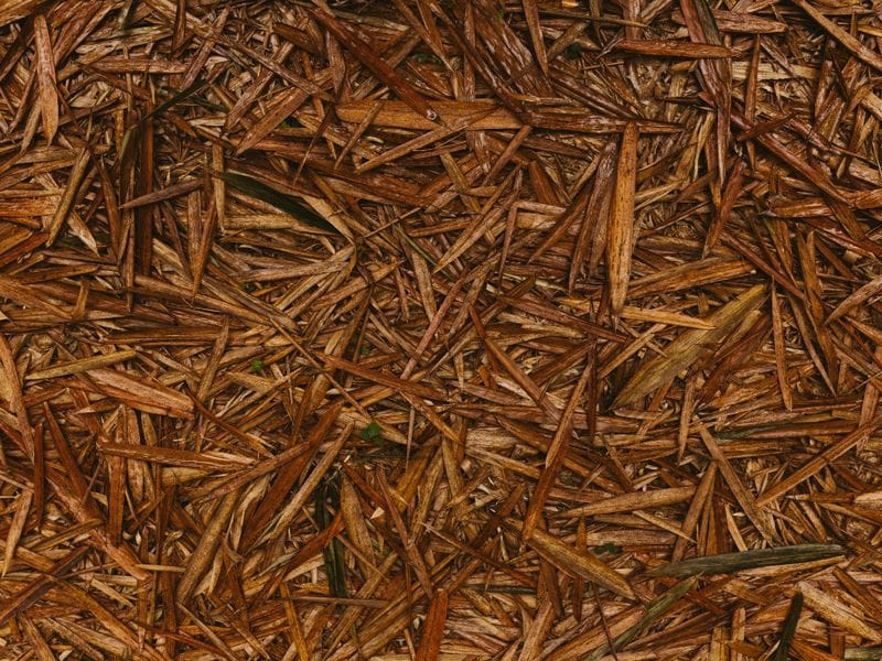 Close-up of fresh pine straw ground cover