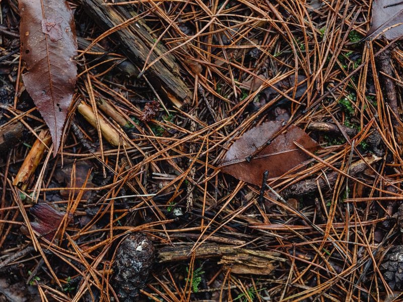 Pine needles and fallen leaves on a planting bed