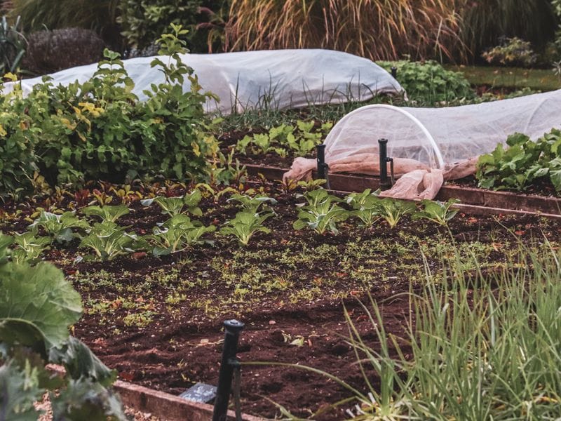 Planting beds with young plants and row covers