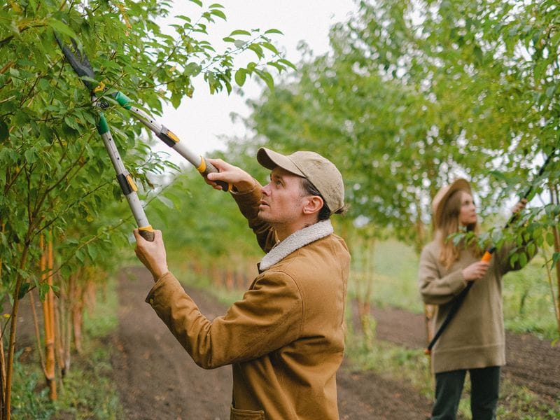 Two people pruning young trees with long-handled loppers