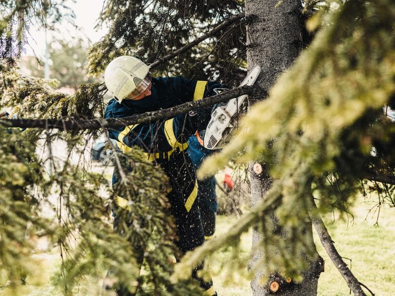 Climber in a helmet cutting limbs from an evergreen tree