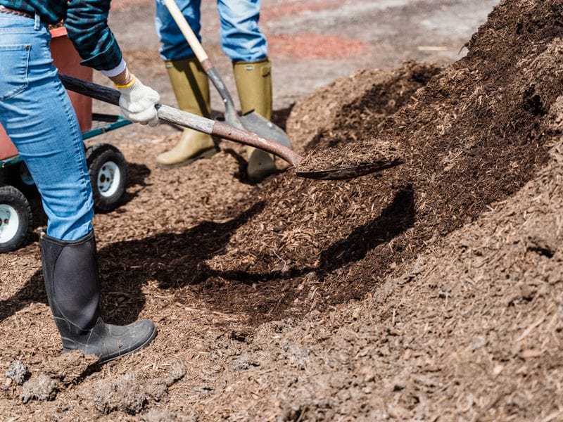 Shoveling dark hardwood mulch from a pile into a wheelbarrow