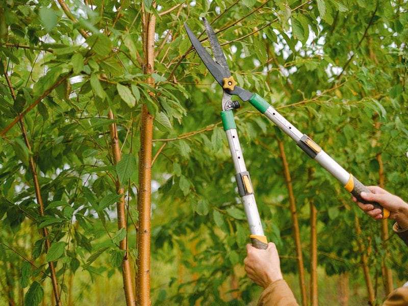 Loppers cutting a small branch from a leafy tree